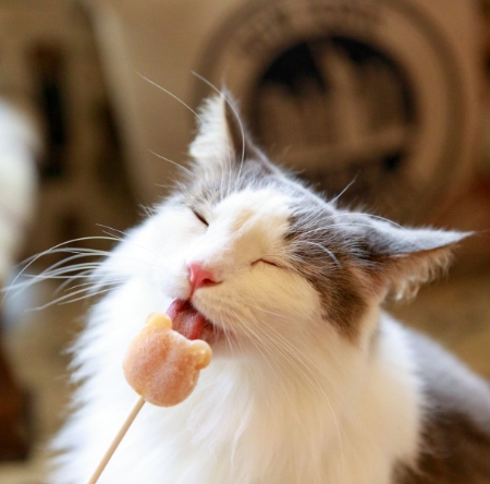 猫
